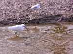 Little Egret, Kingsbridge