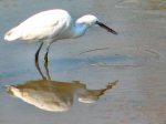 Little Egret, Kingsbridge