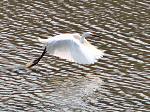 Little Egret, Kingsbridge