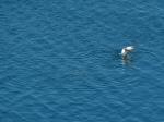 Gannet