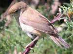 Garden Warbler