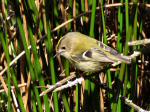 Goldcrest