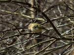 Goldcrest