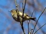 Goldcrest