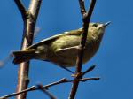 Goldcrest