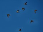 Golden Plover, Leedon Tor, Dartmoor