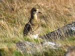 Golden Plover, Leedon Tor, Dartmoor