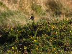 Golden Plover, Leedon Tor, Dartmoor