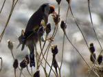 Goldfinch, Slapton Ley