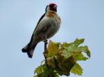 Goldfinches - Slapton Ley