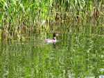 Great Crested Grebe