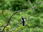 Great Spotted Woodpecker