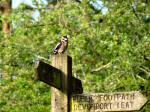 Great Spotted Woodpecker