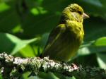 Greenfinch - Cotehele Gardens