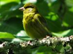 Greenfinch - Cotehele Gardens