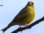 Greenfinch