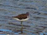 Greenshanks