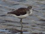 Greenshanks