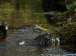 Grey Wagtail