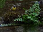 Grey Wagtail