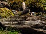 Grey Wagtail