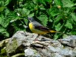 Grey Wagtail