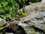 Grey Wagtail