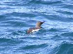 Guillemot - North Cornwall