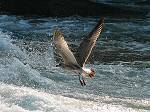 Young Herring Gull