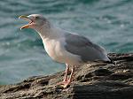 Herring Gull