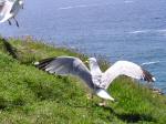 Herring Gulls