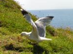 Herring Gulls