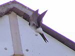 House Martin, South Milton Sands