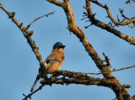 Jay, Dartmoor