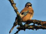 Jay, Dartmoor