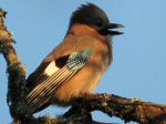 Jay, Burrator, Dartmoor