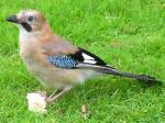 Jay, Burrator, Dartmoor