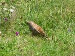 Kestrel, Glebe Cliffs