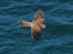 Kestrel, Glebe Cliffs