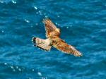 Kestrel, Glebe Cliffs