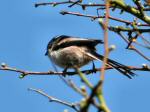 Long-Tailed Tit