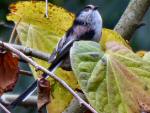 Long-tailed Tits