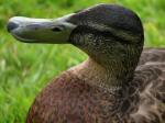 Mallards, Slapton Ley