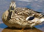 Mallards, Slapton Ley