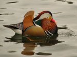 Mandarin Duck