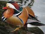 Mandarin Duck, Saltram, River Plym