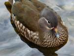 Mandarin Duck, Saltram, River Plym