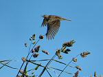 Meadow Pipit