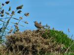 Meadow Pipit