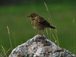 Meadow Pipit